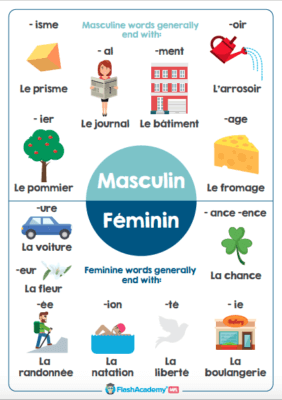 French Feminine  vs Masculine  FlashAcademy